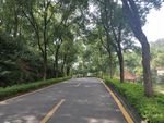 大夫山景区道路摄影图