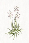 手绘花卉