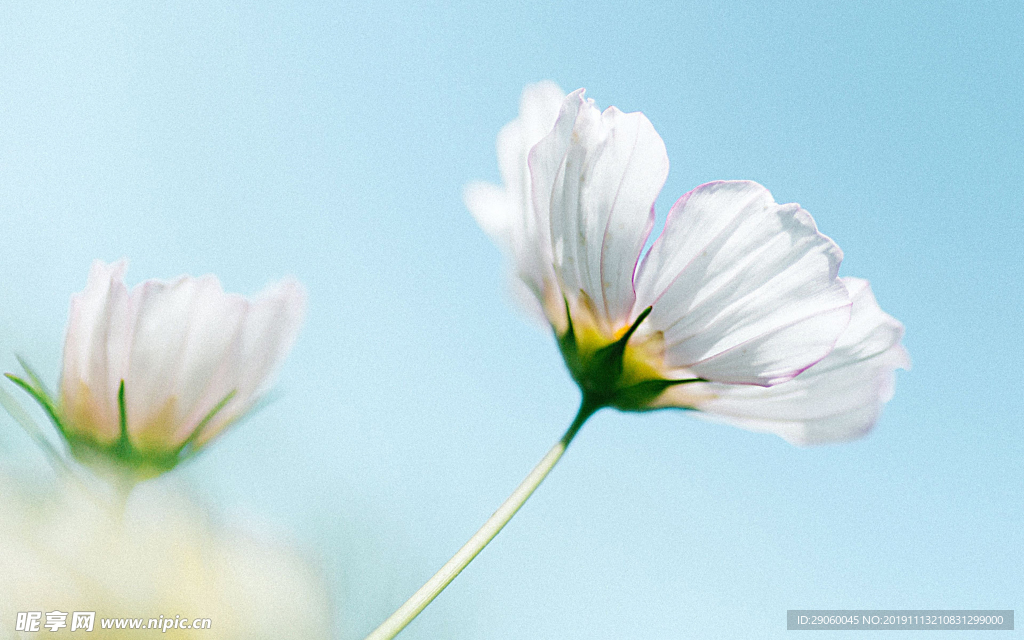 清新小白花