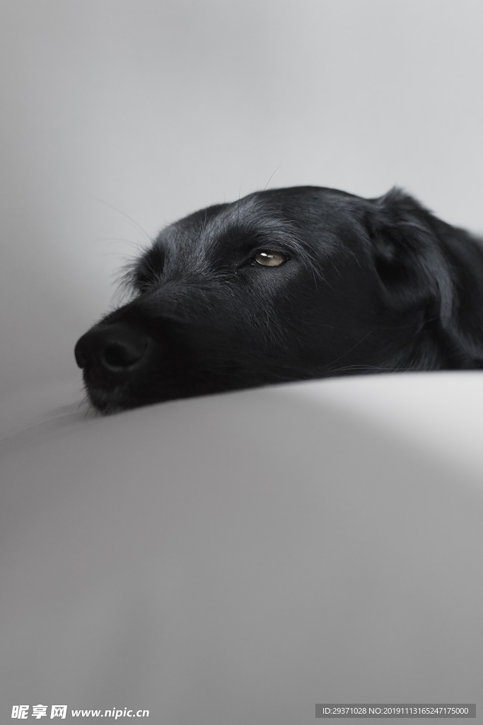 狗