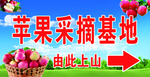 苹果采摘基地