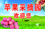 苹果采摘园