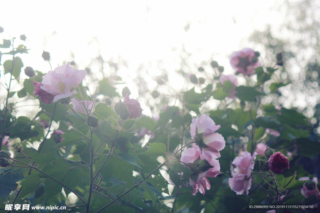 花