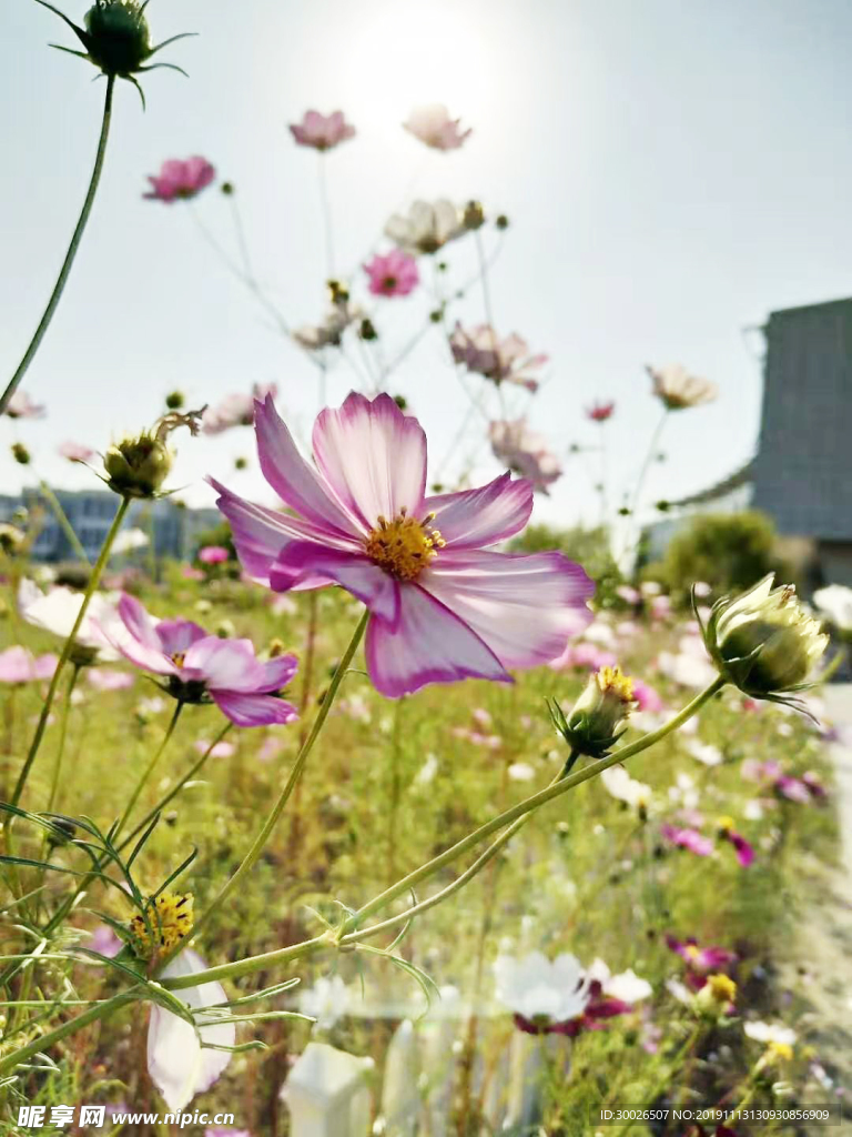 格桑花