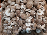 香菇