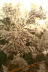 芦苇