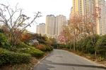公园小路