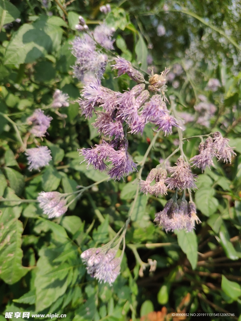 草地风毛菊