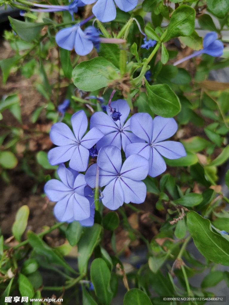 蓝雪花