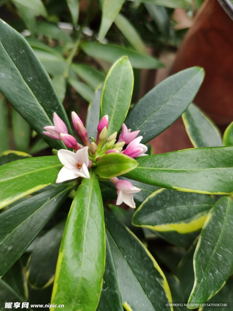 百合花