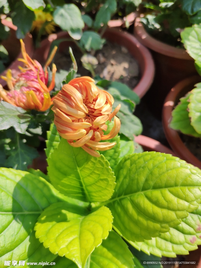 菊花