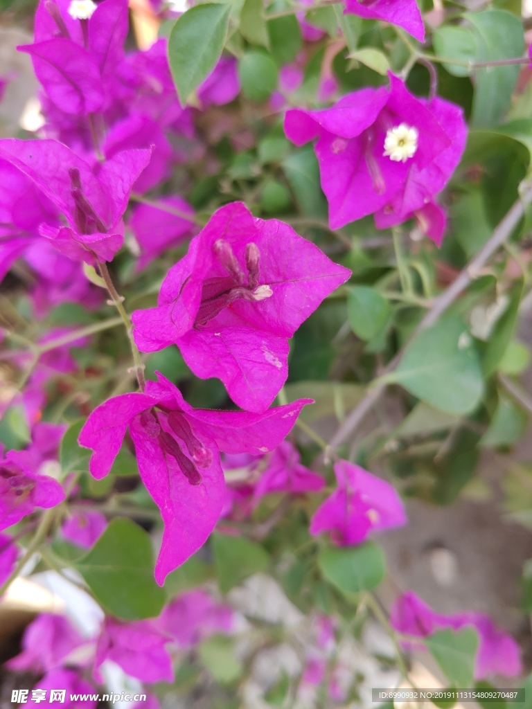 灯笼花