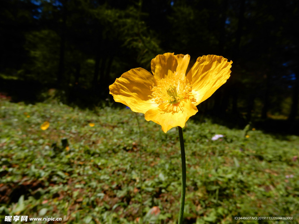 草原鲜花