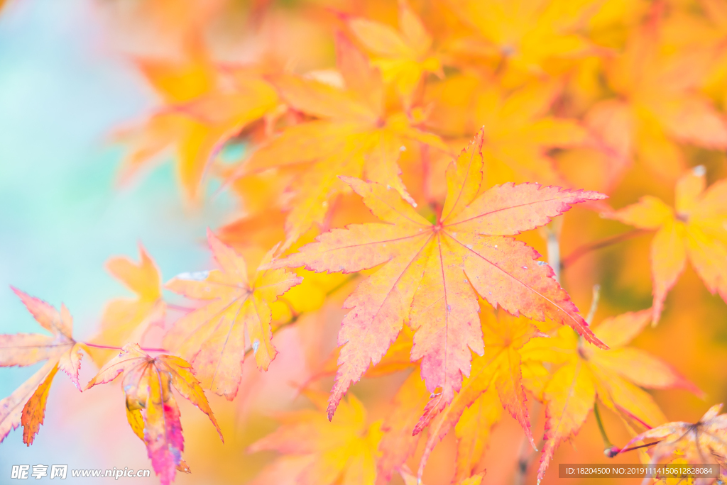 秋天 枫叶 黄色落叶  秋季