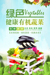 青菜 有机蔬菜 蔬菜大图