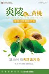 炎陵黄桃海报设计