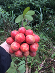 山荔枝瓜馥木野生山果