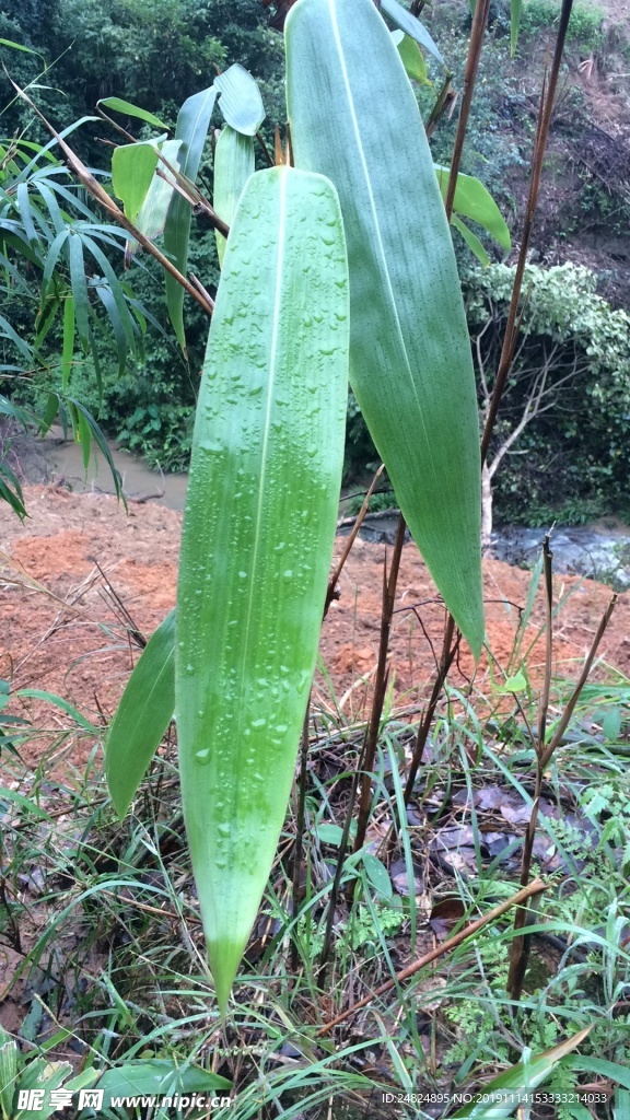 野生粽子叶粽子