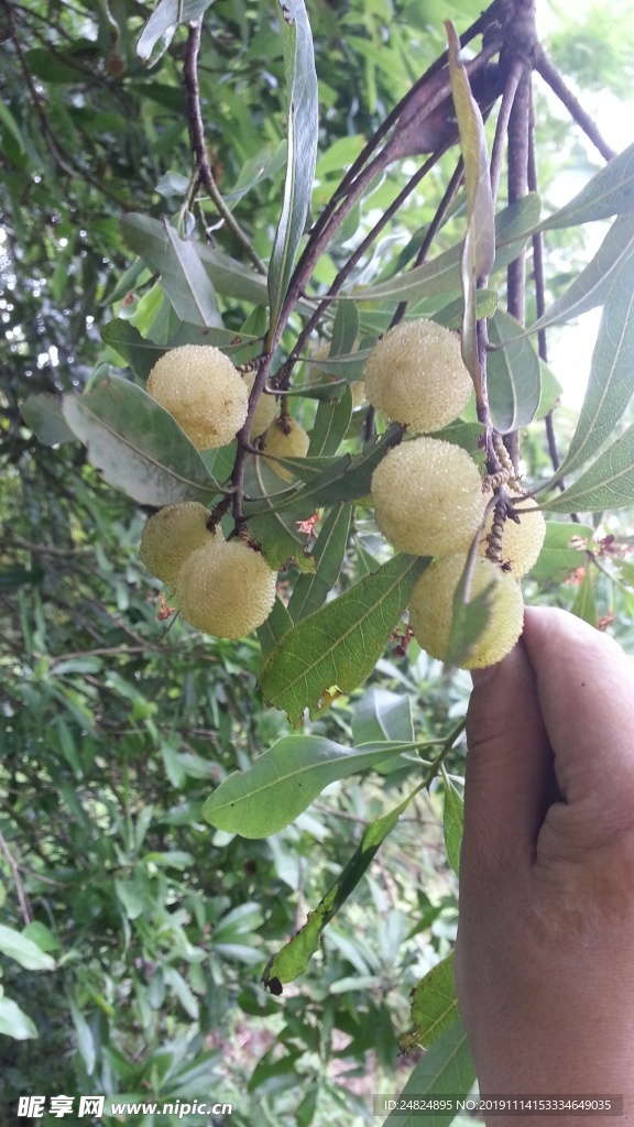 野生白杨梅南方杨梅