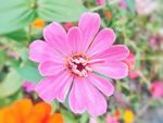 百日菊 百日草 红花 绿叶