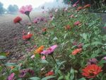 百日菊 波斯菊 格桑花 花