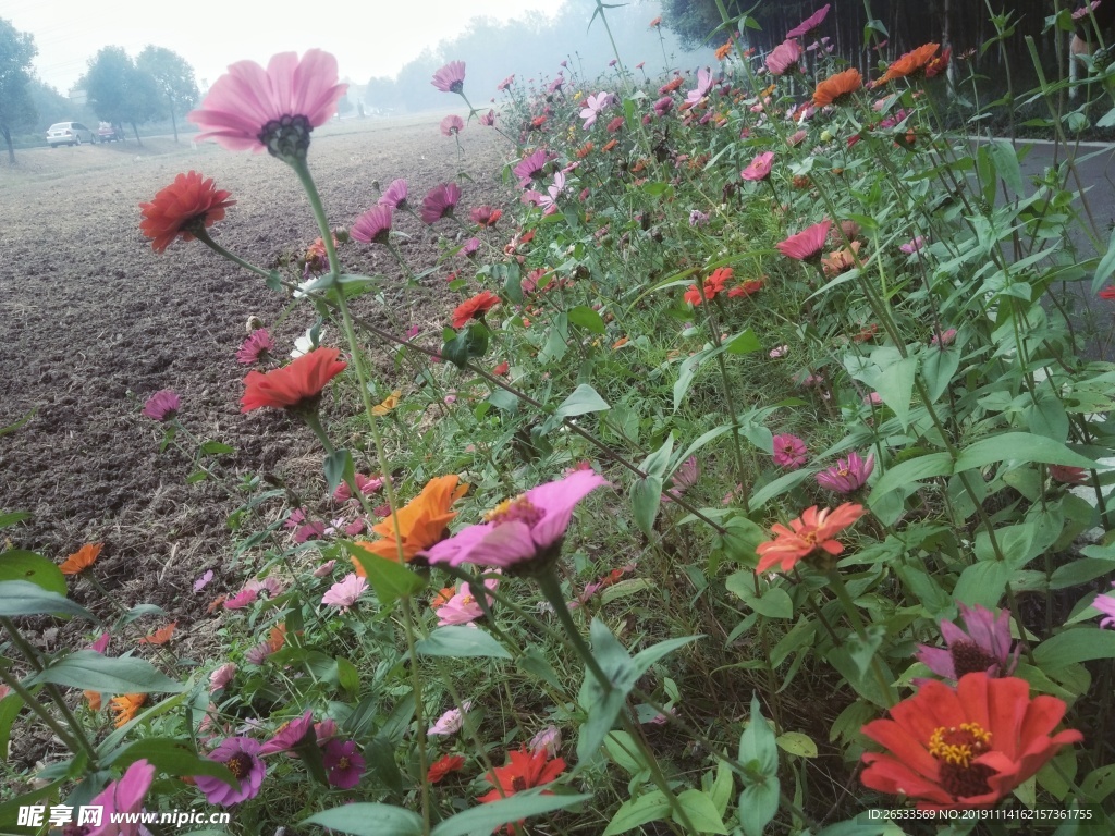 百日菊 波斯菊 格桑花 花