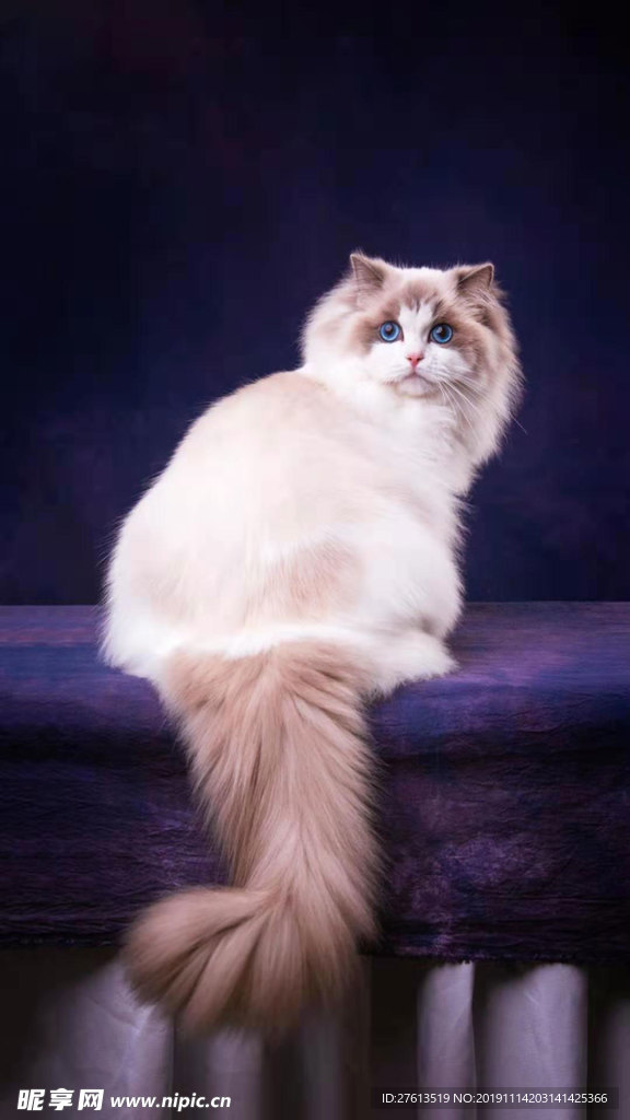 迷人的猫咪图片