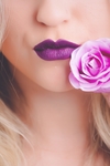 紫色 玫瑰花
