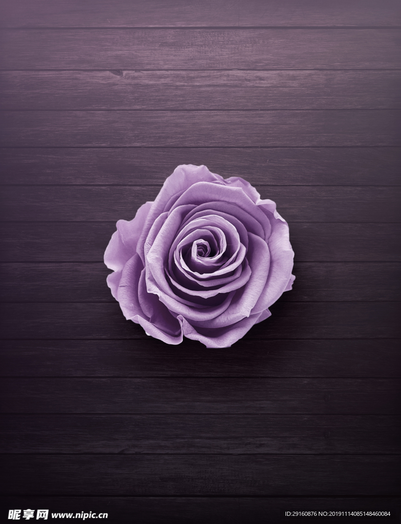 紫色 玫瑰花