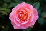 粉色玫瑰