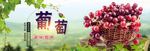 葡萄海报