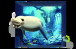 3D海狗