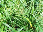 野草