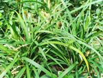 野草