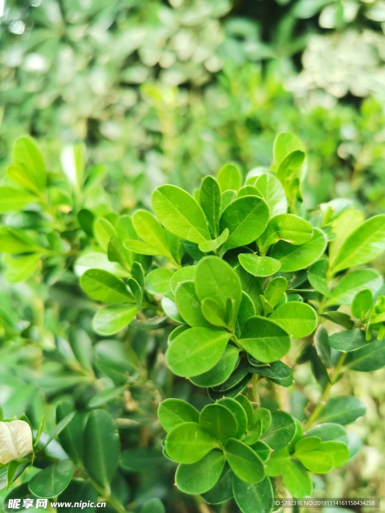 绿草