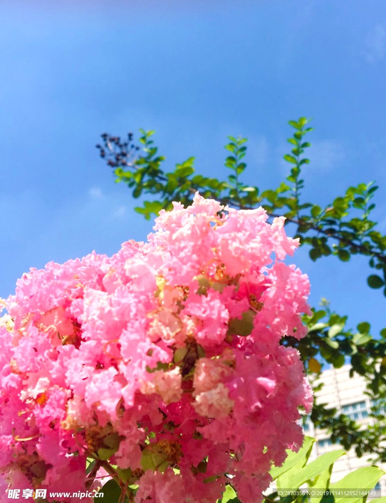 蓝天鲜花手机背景