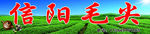 信阳毛尖招牌
