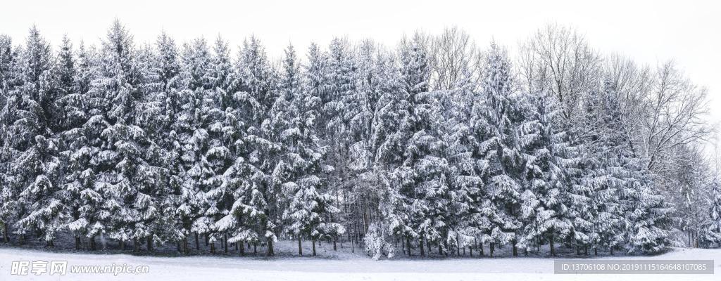 雪原松树