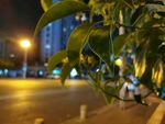 夜色下的树叶