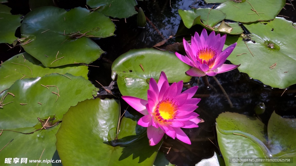 湛江海岛池塘荷花