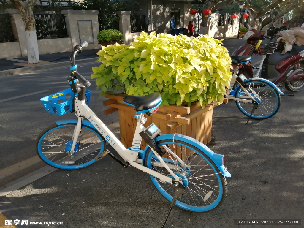 绿植与单车