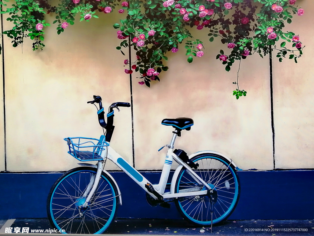 蔷薇与单车