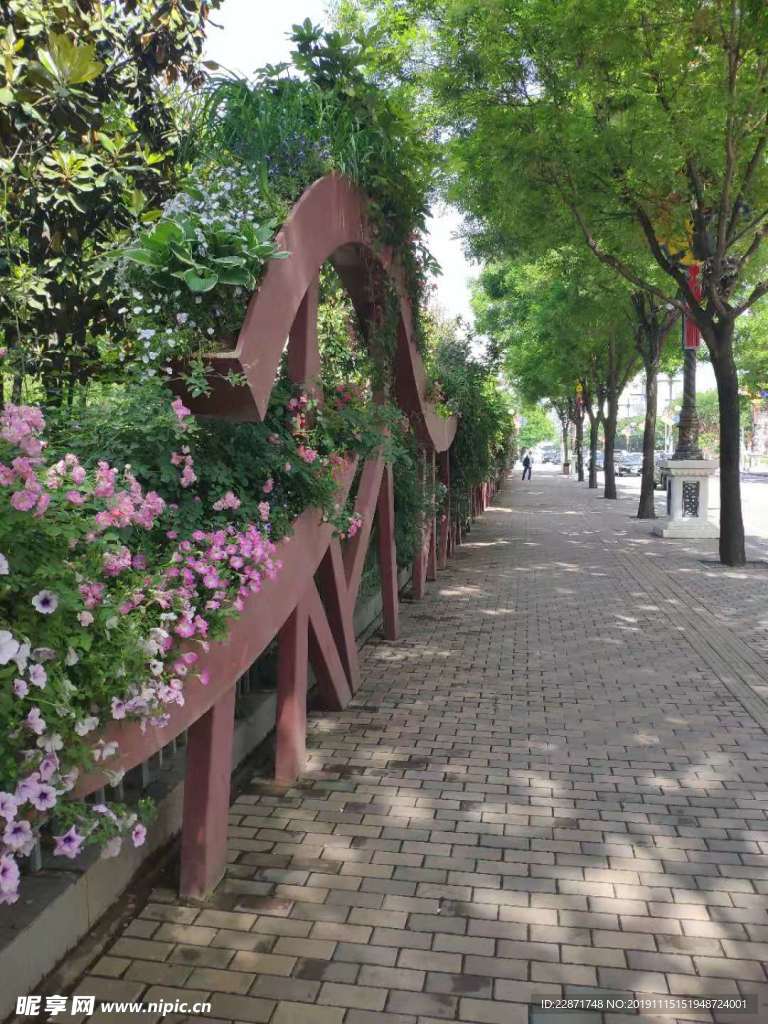 蔷薇