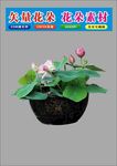 花朵和黄色