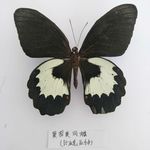 果园美凤蝶（比亚克亚种）