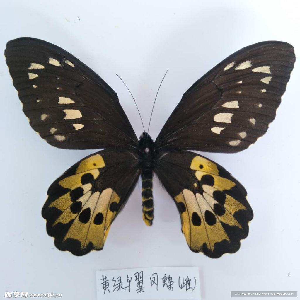 黄绿鸟翼凤蝶雌