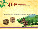 杜仲 药材