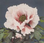 白色花朵
