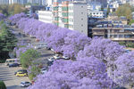 蓝花楹