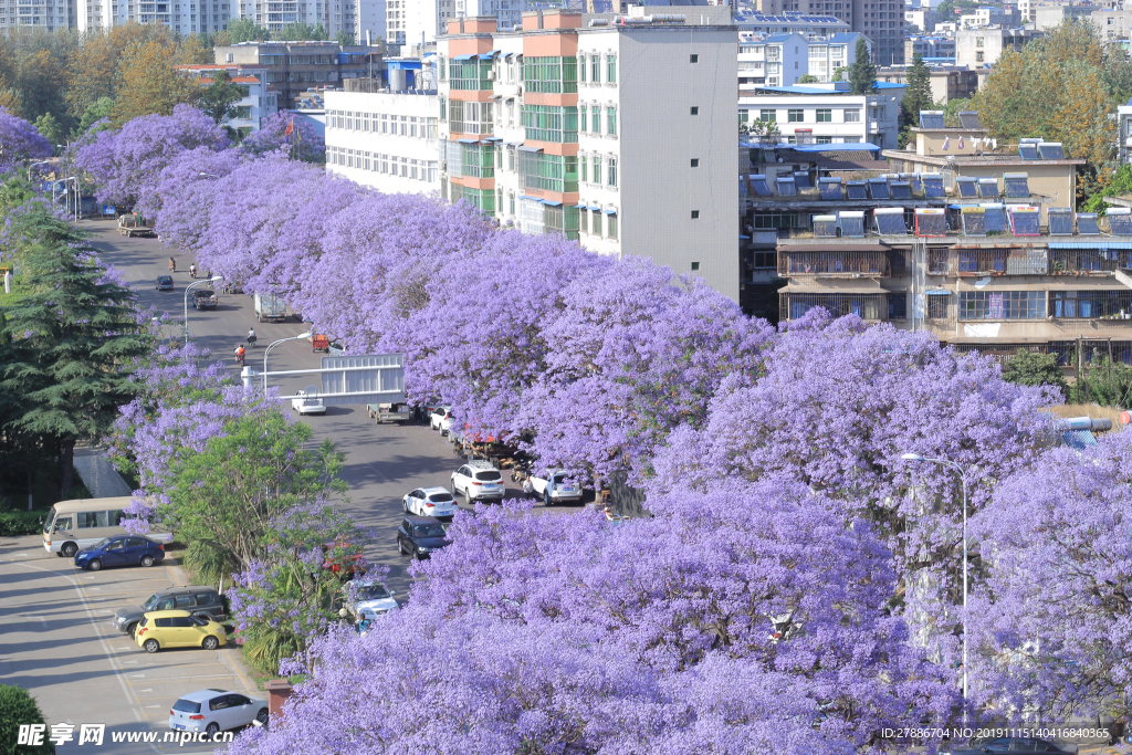 蓝花楹